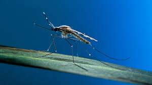 Le paludisme (malaria en anglais) est une infection transmise par des parasites du genre le paludisme ne peut pas être transmis entre humains, sauf dans le cas des femmes enceintes, qui. Quelles Sont Les Zones Infestees Par Le Paludisme Geo Fr