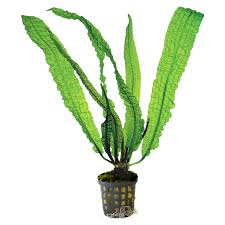 Image result for Aponogeton rehmannii