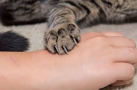 Image result for Cat Bite