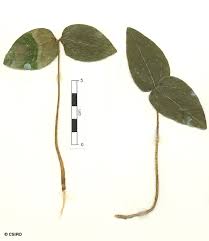 Image result for Drypetes sclerophylla