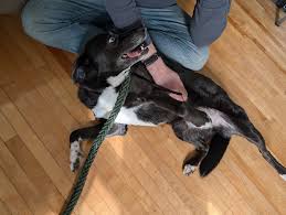 Lost and Found Pets- Cape Breton