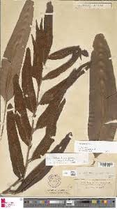 Image result for Actiniopteris pauciloba