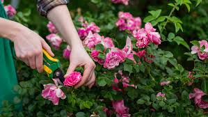 In mild climates this is likely january, the colder your climate the later you prune, all the way up to march. How To Prune Roses And When To Prune Roses