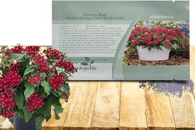 Image result for Pentadesma reyndersii