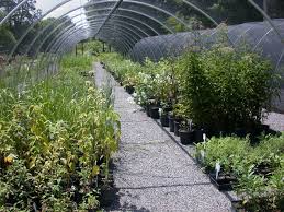 We have low prices making all your landscaping need affordable. Overhill Gardens Of Vonore Tn East Tennessee Native Plant Landscapes And Nursery