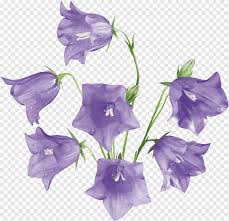 We've compiled a list of 62 types of purple flowers below. Flower Wild Flowers Purple Violet Flower Png Pngwing