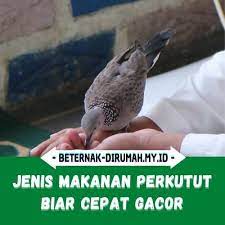 We did not find results for: 17 Makanan Burung Perkutut Biar Cepat Gacor Beternakdirumah