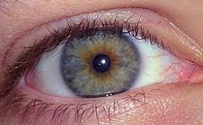 Eye Color Wikipedia