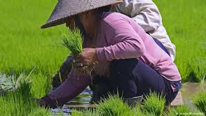 Penggunaan sains teknologi dalam bidang pertanian amat luas terutamanya pertanian yang melibatkan sawah padi yang perlu diproses secara cepat 20. Indonesia Luncurkan Program Digitalisasi Pertanian Iptek Laporan Seputar Sains Dan Teknologi Dan Lingkungan Dw 10 07 2018