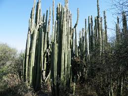 Image result for Lophocereus marginatus