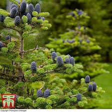 Check out our korean pine tree selection for the very best in unique or custom, handmade pieces from our shops. Korean Fir Thompson Morgan