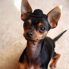 To learn more about each adoptable dog, click on the i icon for doberman pinscher. Doberman Puppies For Sale In Dubai