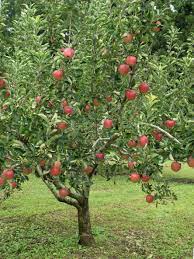We did not find results for: Zone 5 Fruit Trees Guide To Growing Fruit Trees In Zone 5 Gardens