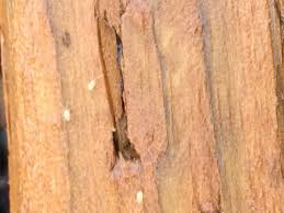 On the hardwood floors, as well as, the carpet they look like lint. Little White Bug