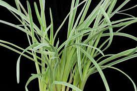 Variegated society garlic can also be propagated by seed but it might come up just the straight green form. Society Garlic Tulbaghia Violacea