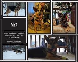 We did not find results for: Say Hey To Mya She S Missouri German Shepherd Rescue Facebook