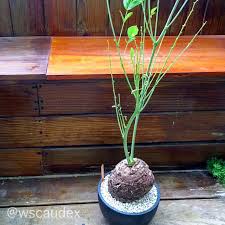 Image result for Neorautanenia mitis