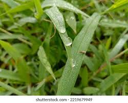 Image result for Paspalum conjugatum