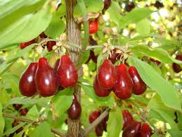 Cornus Mas Szafer Edible Garden Cornus Mas