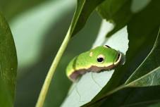 A Relaxed Ramble–Caterpillar Magic