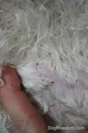 Image result for what do Mallophaga look like in dog fur