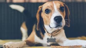 Here we have a team of dedicated specialist, referral and emergency vets on hand to provide your pet with the highest level of care when they. Pets Emergency Hospital