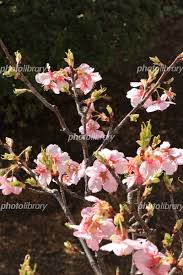 The hanyu shuiping kaoshi, translated as the chinese proficiency test, is the standardized test of standard chinese (a type of mandarin chinese). é‰¢æ¤ãˆã®æ²³æ´¥æ¡œã®èŠ± å†™çœŸç´ æ 5490809 ãƒ•ã‚©ãƒˆãƒ©ã‚¤ãƒ–ãƒ©ãƒªãƒ¼ Photolibrary