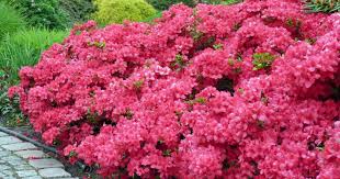 Japanische Azaleen Kleinevorgarten Japanische Azaleen Gehoren Zur Gattung Rhododendron Und Werden Vor Allem Wegen Ihrer Uberreichen Plante Balcon Arbre Entree