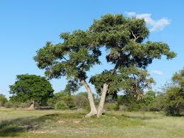 Image result for Philenoptera