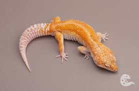 Image result for Selaginella eublepharis