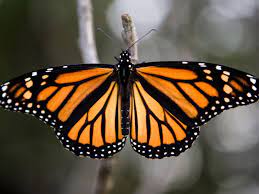 The monarch butterfly is the most familiar butterfly in north america. Monarch Butterfly Boosters Hope More Milkweed Can Keep Numbers Growing Local Journalstar Com
