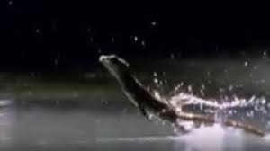 Check spelling or type a new query. This Lizard Can Run On Water Youtube
