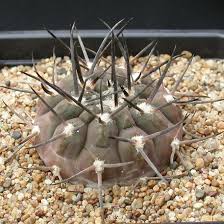 Image result for Gymnosporia oxycarpa