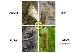 Life Cycle Gypsy Moth In Wisconsin