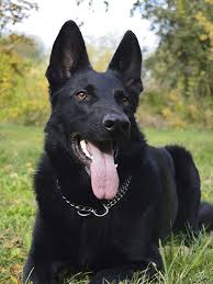 Phil and i had lived in hawaii for many years. Donate White Paws German Shepherd Rescue