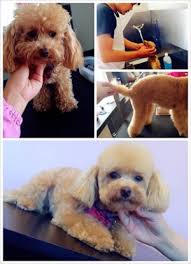 Check spelling or type a new query. Pet Grooming Clipping Washing In Welland On Yellowpages Ca