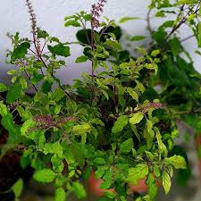 Image result for Ocimum