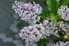 I have one in the front garden that has been there about 8 years. Miss Kim Lilac Trees Buying Growing Guide Trees Com