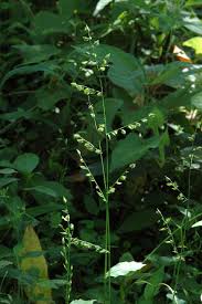 Image result for Pseudechinolaena polystachya