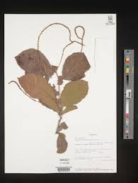 Image result for Allophylus fulvotomentosus