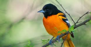 Download our food menu here. Five Things Every Bird Lover Should Know About The Baltimore Oriole Lyric Wild Bird Food