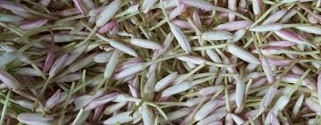 Image result for image malli,mullai jaji flowers