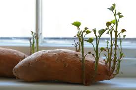 If you like to buy potatoes in bulk or harvest your own. Teaching Kids About Sweet Potatoes Dr Starbuck Explains Mtpr