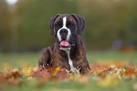 Best Boxer Breeders In California Where To Find Boxer Puppies For Sale