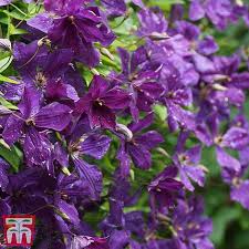 As you say, too many people approach them with trepidation. Clematis Viticella Polish Spirit Plants Thompson Morgan