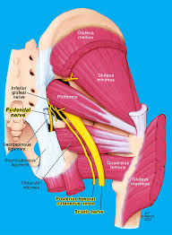 The inferior cluneal nerve, which emerges from the posterior cutaneous nerve of the thigh, consists of sensory fibers emerging from the s2 root and is most often located in the midline of the sciatic nerve. Pudendal Neuralgia Chronic Pelvic Pain St Joseph Hospital