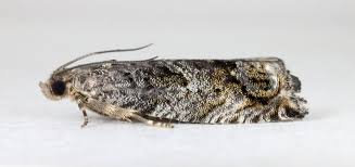 Image result for Cydia microgrammana