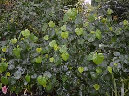 Image result for Azanza lampas