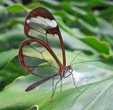 Las 12 Mariposas Mas Fascinantes Del Mundo Mariposa De Cristal Mariposa Transparente Mariposas Bonitas