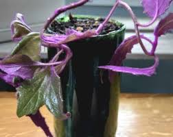 Image result for Gynura scandens